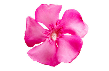 pink oleander colors isolated