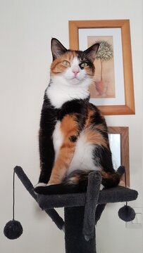 majestueuse minette