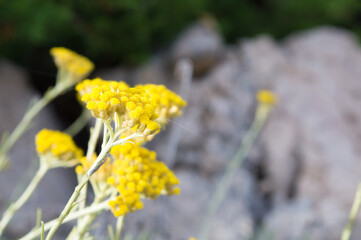 Beautiful yellow immortelle flower, Helichrysum arenarium, spread on the Dalmatian coast, Croatia