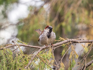 Sparrow sits on a fir branch in the sunset light.