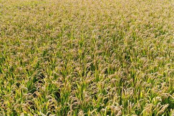 Golden rice field in autumn