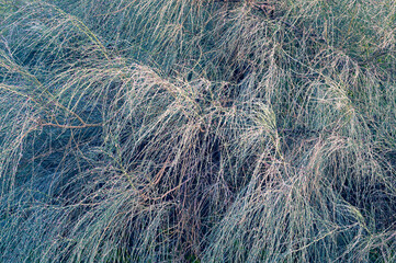 Australian pine tree Casuarina equisetifolia needles closeup.