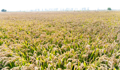 Golden rice field in autumn