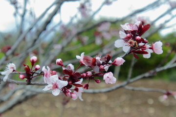blossom in spring