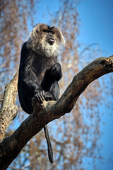 Bartaffe oder Wanderu ( Macaca silenus ).