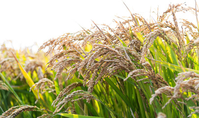 Golden rice field in autumn