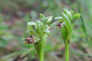 ladybird on a flower