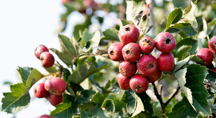 Red hawthorn berries on the tree