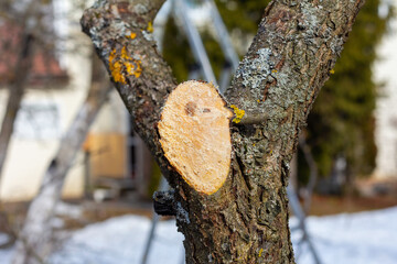 Trunk of a garden tree with a freshly cut branch