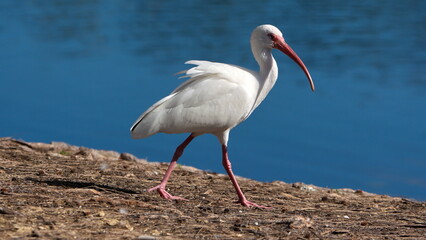 American white ibis (Eudocimus albus) by a pond in a city park in Fort Lauderdale, Florida, USA