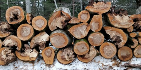 stack of firewood. pile of wood in the forest during cold winter with snow in canada