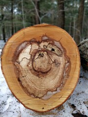 cross section of tree trunk, slice of tree trunk in a forest during cold winter in canada with snow