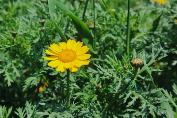 yellow dandelions on grass