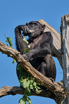 Westafrikanischer Schimpanse ( Pan troglodytes verus ).