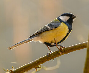 The great tit (Parus major) bird standing on a branch