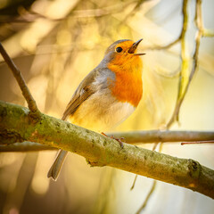 European robin (Erithacus rubecula) male on a branch singing