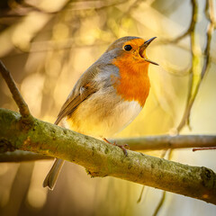 European robin (Erithacus rubecula) male on a branch singing