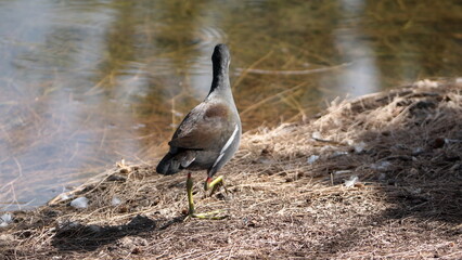 Common gallinule (Gallinula galeata) by a pond in a city park in Fort Lauderdale, Florida, USA