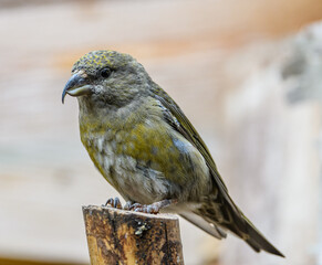 common crossbill (Loxia curvirostra) bird on log