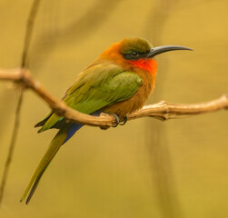 bee eater bird sitting on a branch