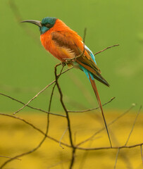 Obraz premium bee eater bird sitting on a branch