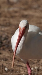 Obraz premium Close up of an American white ibis (Eudocimus albus) in a city park in Fort Lauderdale, Florida, USA