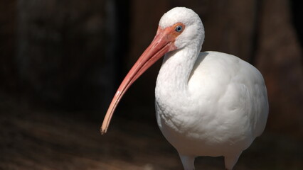 Close up of an American white ibis (Eudocimus albus) in a city park in Fort Lauderdale, Florida, USA