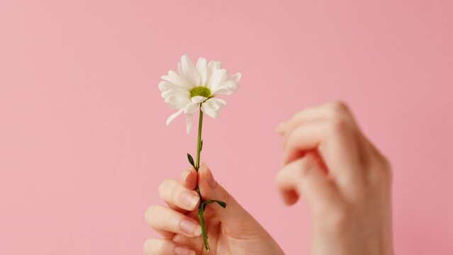 A woman is guessing on a daisy, tearing off the petals. Hands and flower close-up on pink background. The concept of traditional divination and astrology.