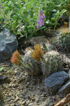 Blooming cold hardy cacti, scientific name Echinocereus chloranthus