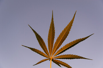 Cannabis leaf in the evening. Close-up.