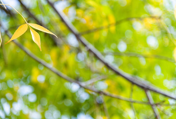 Yellow leaves hanging on tree twig