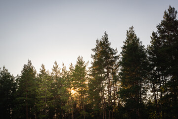 The sun behind the trees in the forest. Sunset.