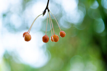 Malus baccata tree with small red apples