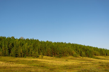 Beautiful landscape of summer green forest and sky with blue.