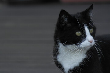 Black and white cat
