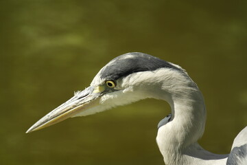 heron in amsterdam