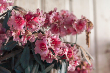 Old abandoned wooden Mariavite church in Poland