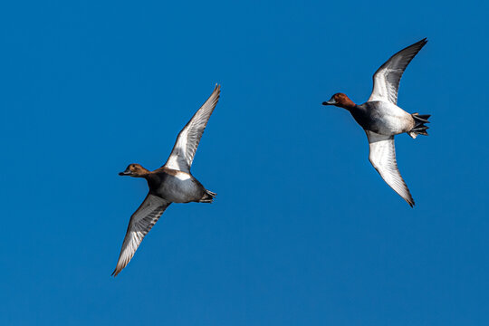 Redhead (Aythya americana) Ducks in Flight