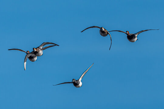 Group of Ring-necked Ducks (Aythya collaris) and Redheads (Aythya americana) in Flight