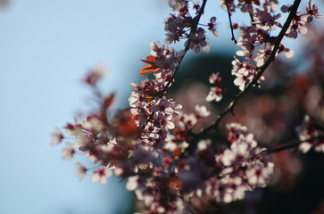 dettaglio fiore di un albero di ciliegie