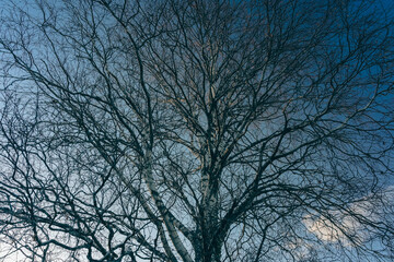 a naked birch tree in the evening light