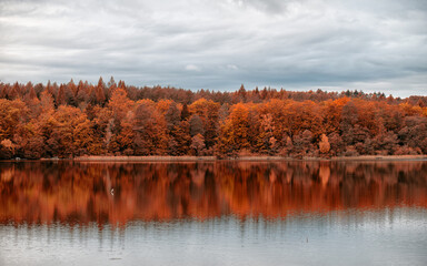 Obraz premium autumn in the forest