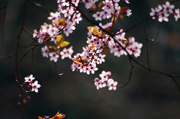 Naklejka na ściany i meble dettaglio fiore di un albero di ciliegie