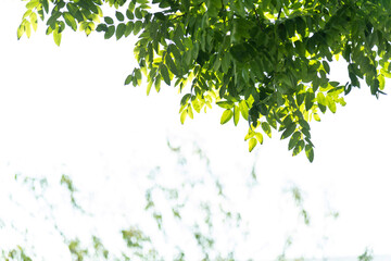 Background of green branches and leaves