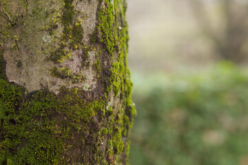 green moss on brown trunk and on stone in spring time