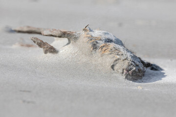 Dead Rabbit on a Beach