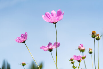 Cosmos flower in the garden