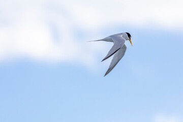 Royal Tern