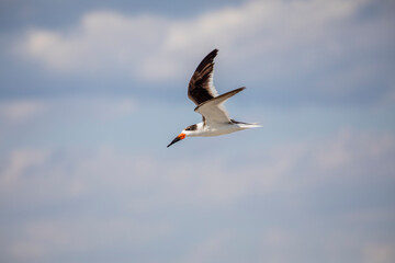 Royal Tern Gull