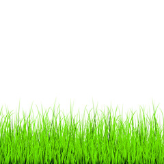 Green grass isolated on white background. Vector illustration.